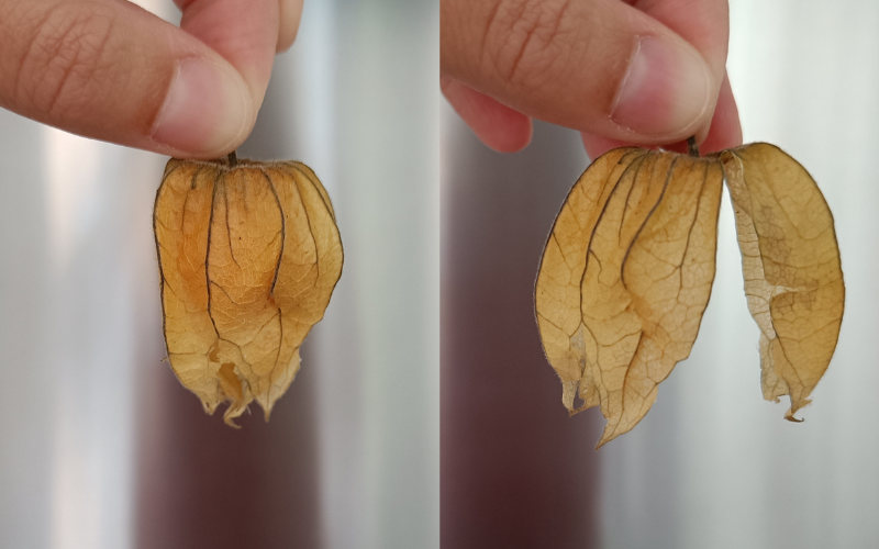 2 photos side by side. Left close up of hand holding a physalis. Right same but the fruit has been removed and the leaves are broken apart 