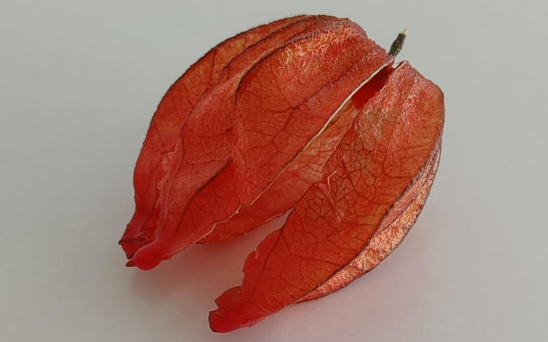 Close up of physalis dipped in red wax. All the details are still visible below the layer of wax.  